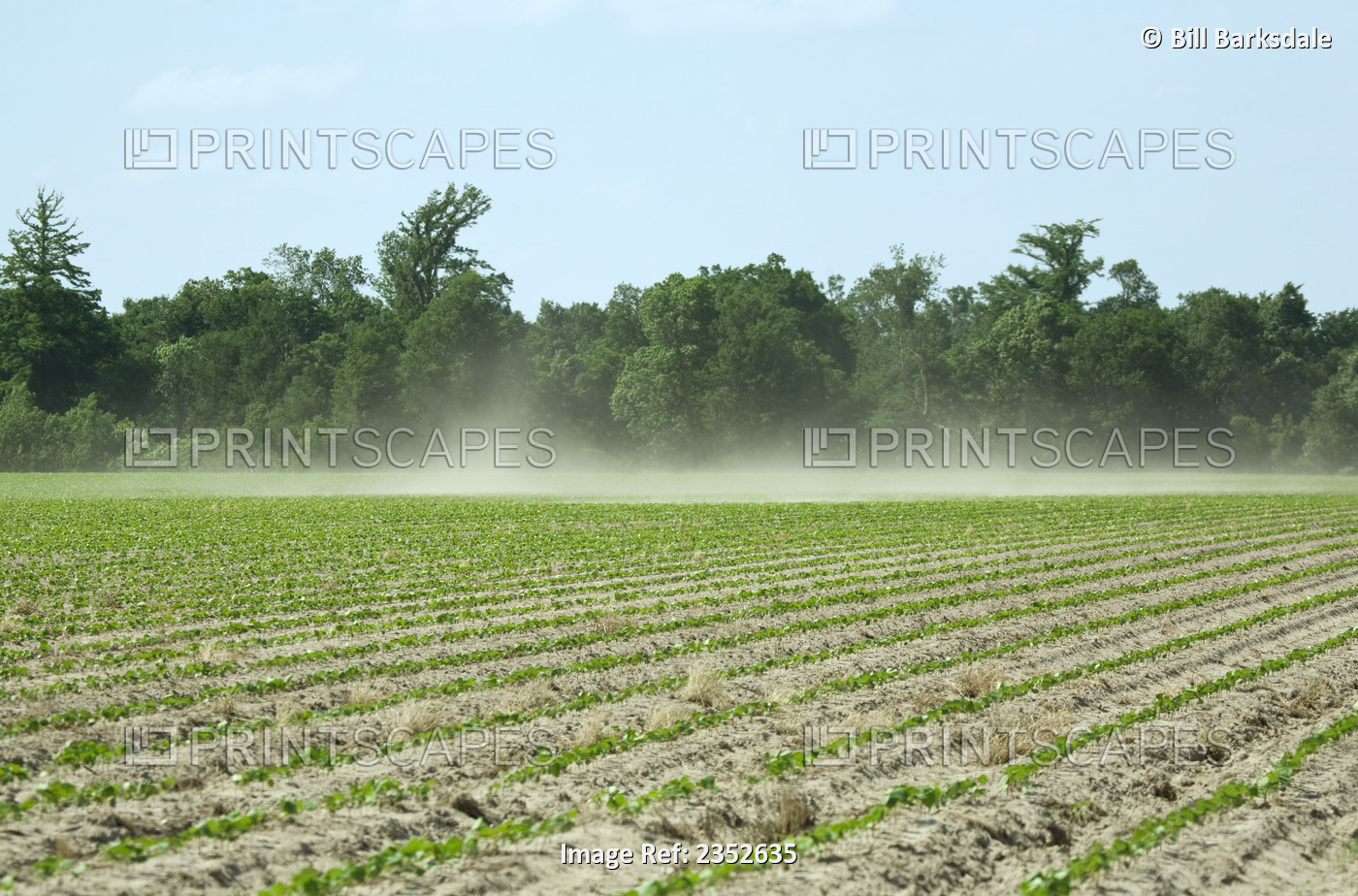 Agriculture - Strong winds blow sand across a field of cotton seedlings. ...