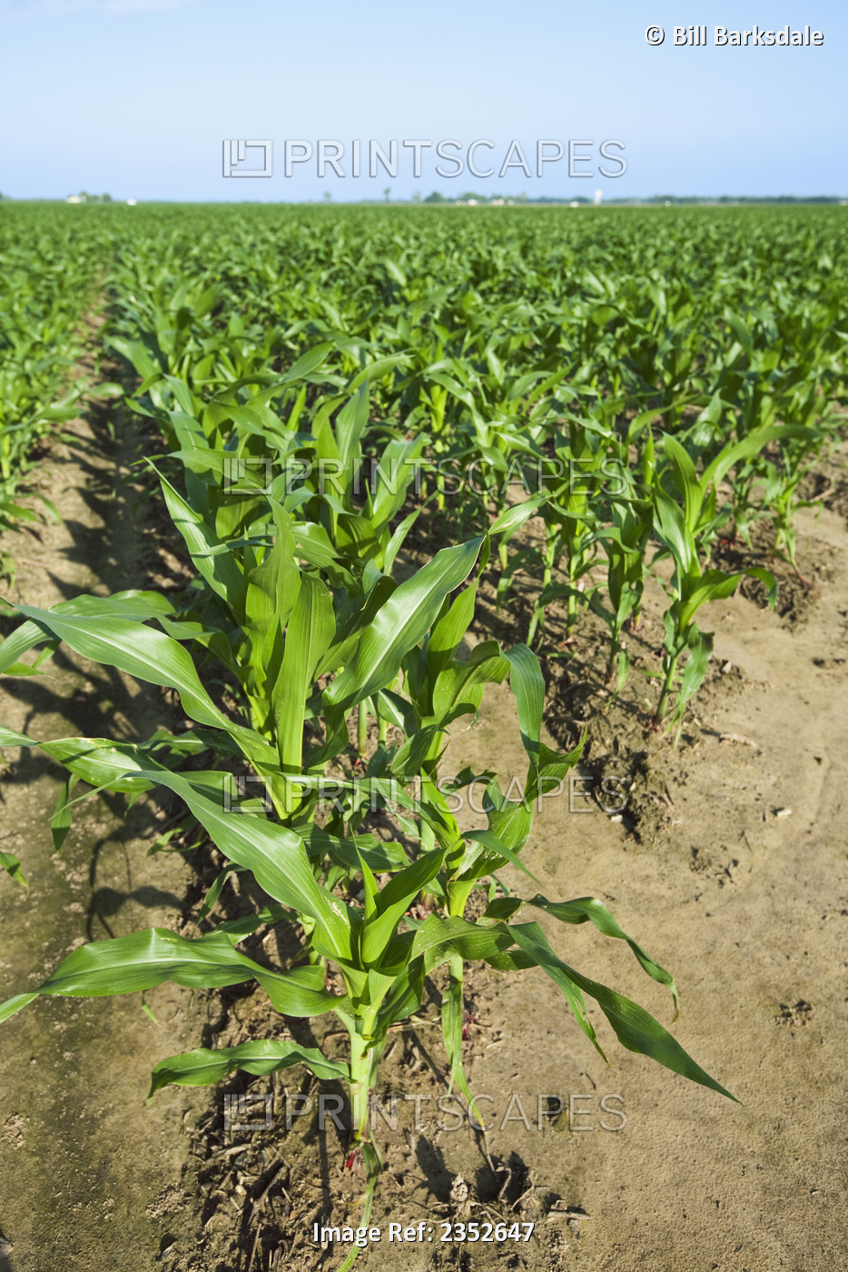 Agriculture - Field of mid growth grain corn plants at the pre tassel stage. ...