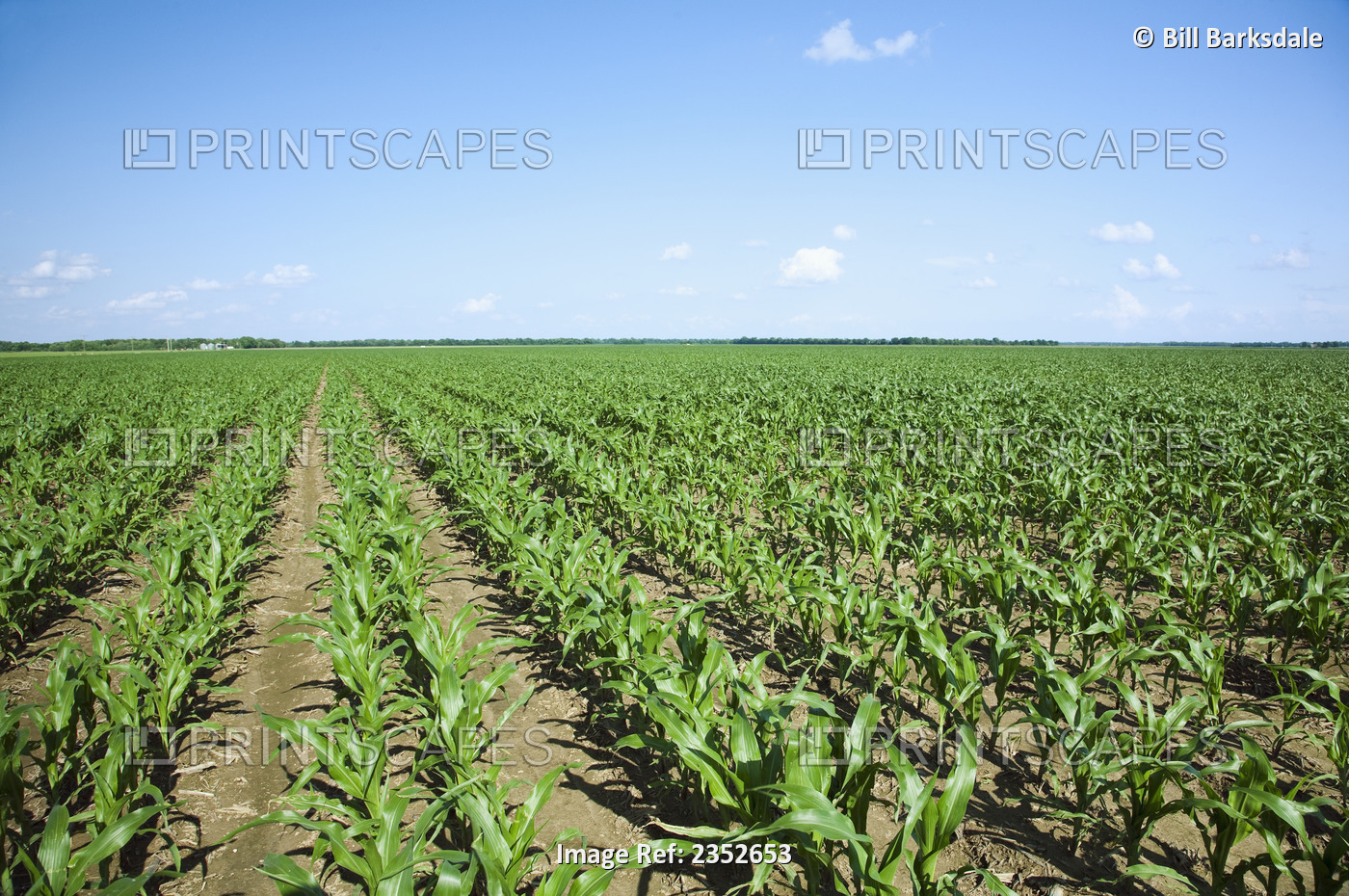 Agriculture - Large field of mid growth grain corn plants at the pre tassel ...