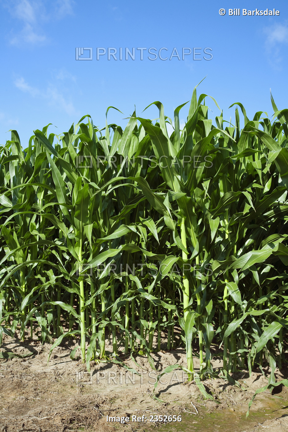 Agriculture - Mid growth grain corn plants at the pre tassel stage viewed from ...