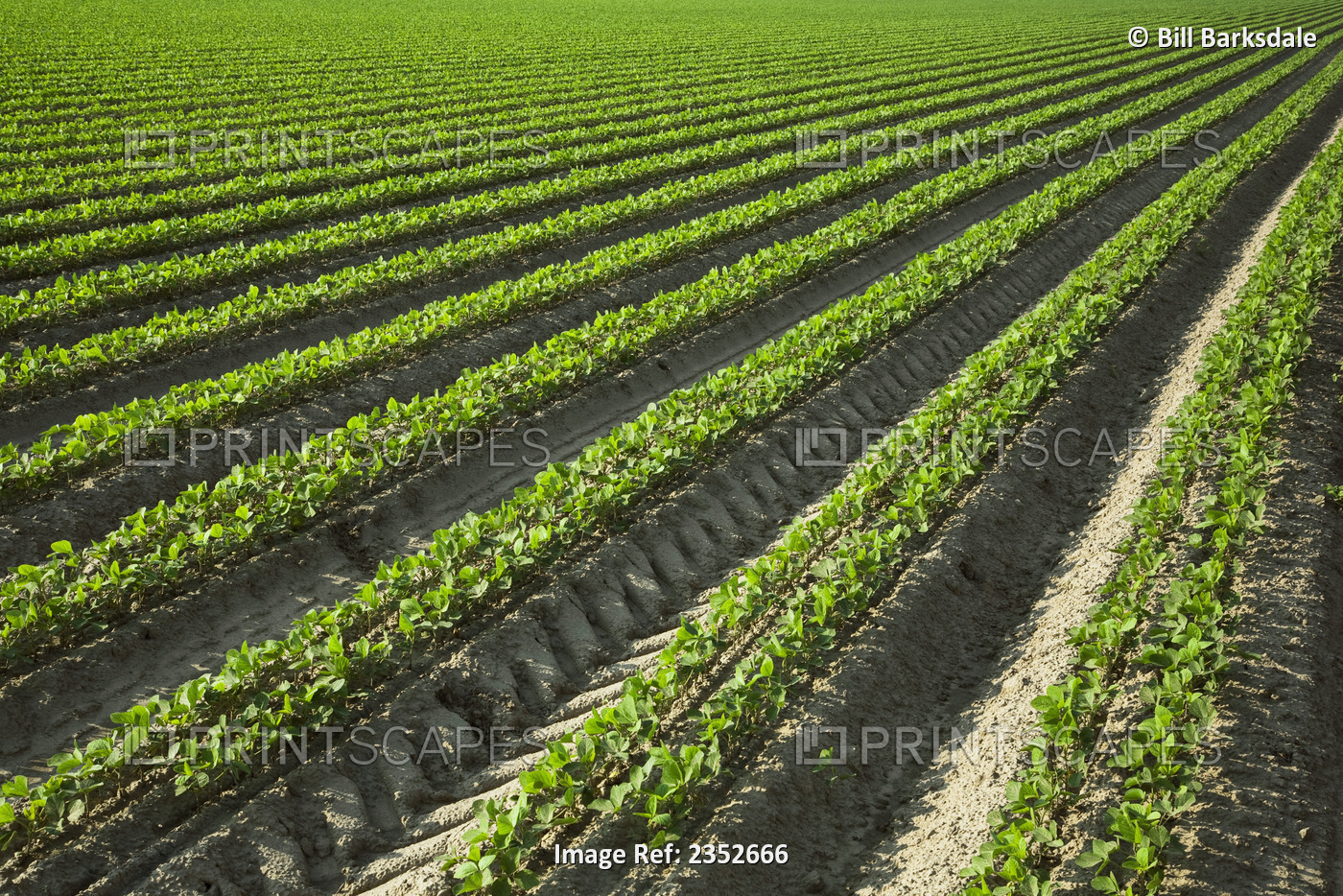Agriculture - Rows of early growth soybean plants. This crop was twin row ...