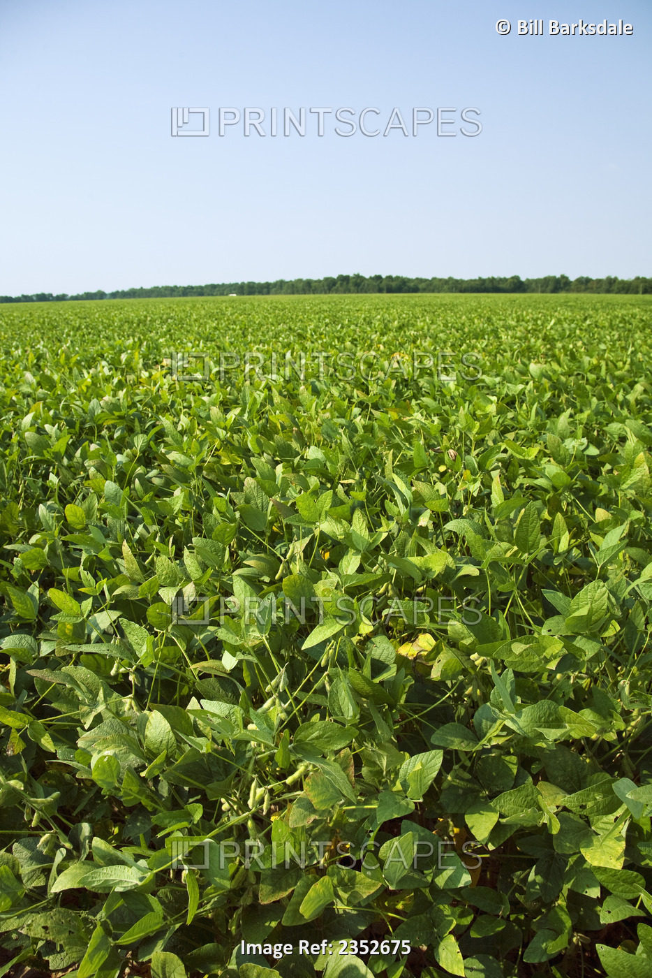 Agriculture - Large field of healthy mid growth soybeans in the green pod stage ...
