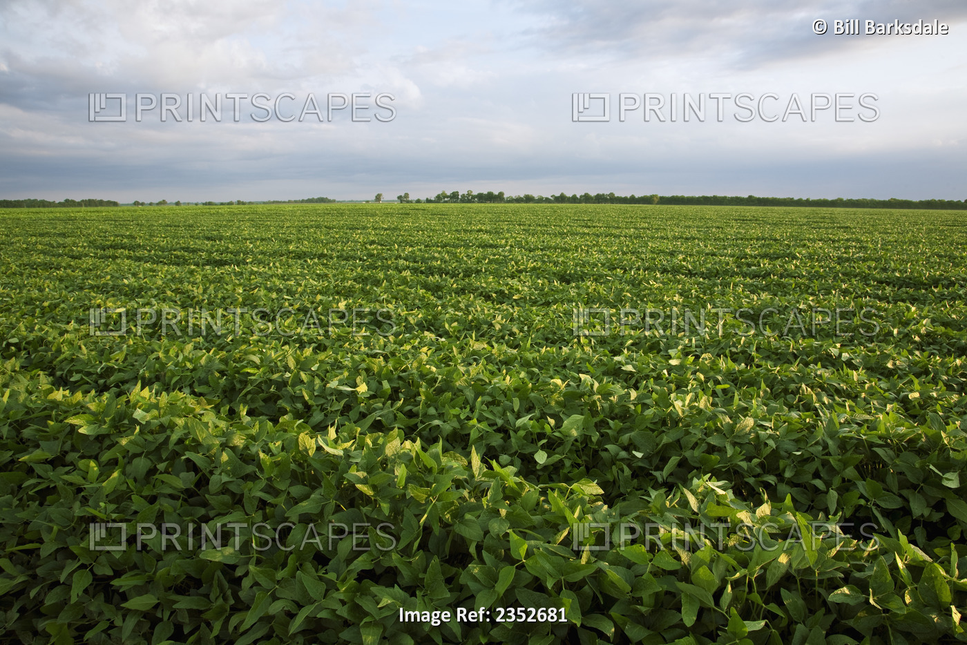 Agriculture - Field of healthy mid growth soybeans at the mid stage of pod ...