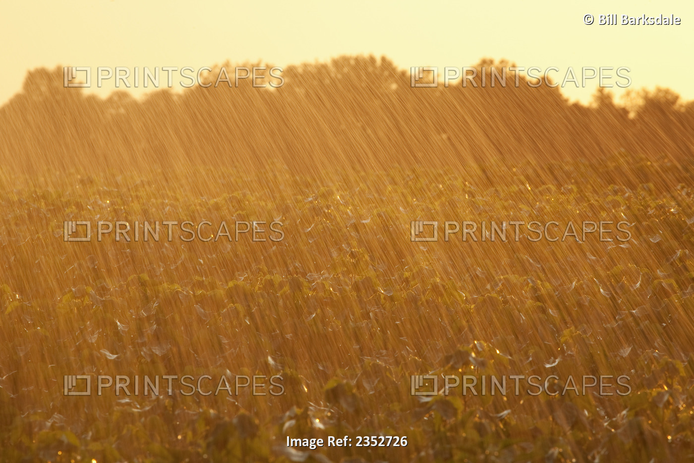 Agriculture - Late afternoon sunlight highlights the water drops from a center ...