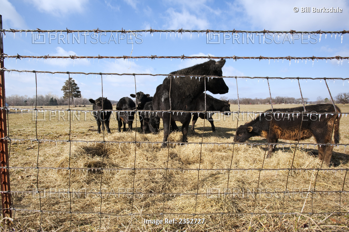 Livestock - Black Angus beef cattle feed on hay on a dry, cold winter pasture ...