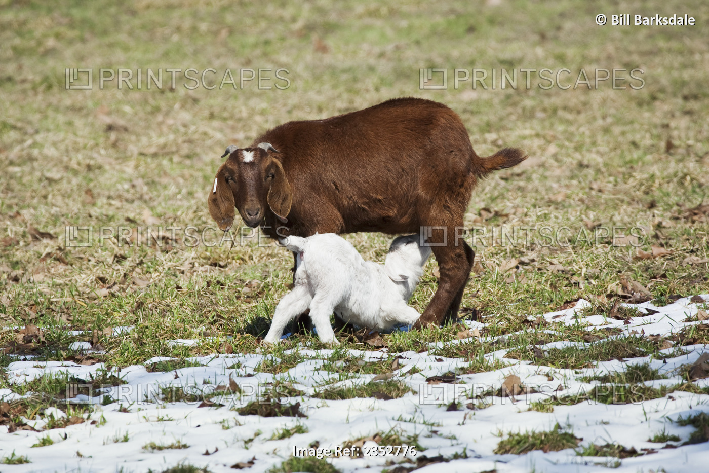 Livestock - Mixed breed doe meat goat with her nursing kid on a winter pasture ...