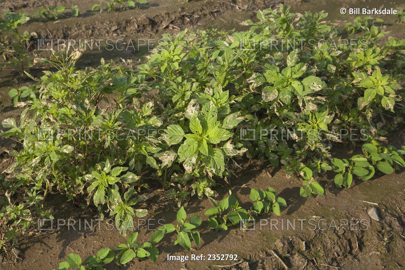 Agriculture - Uncontrolled infestation of Glyphosate-resistant Palmer pigweed ...