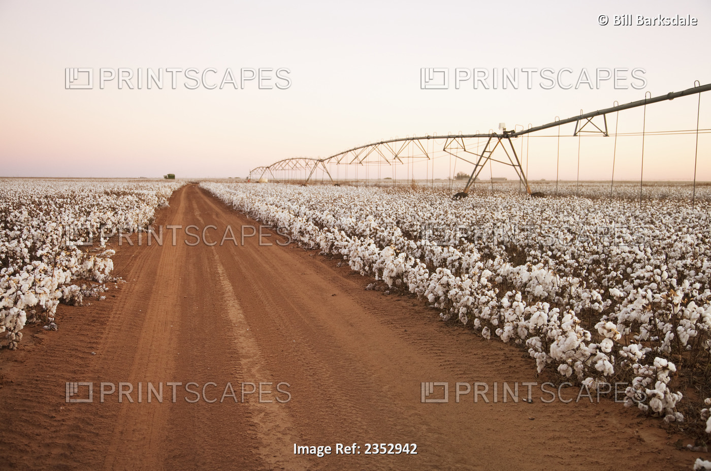 Agriculture - Field of mature defoliated high-yield stripper cotton at harvest ...