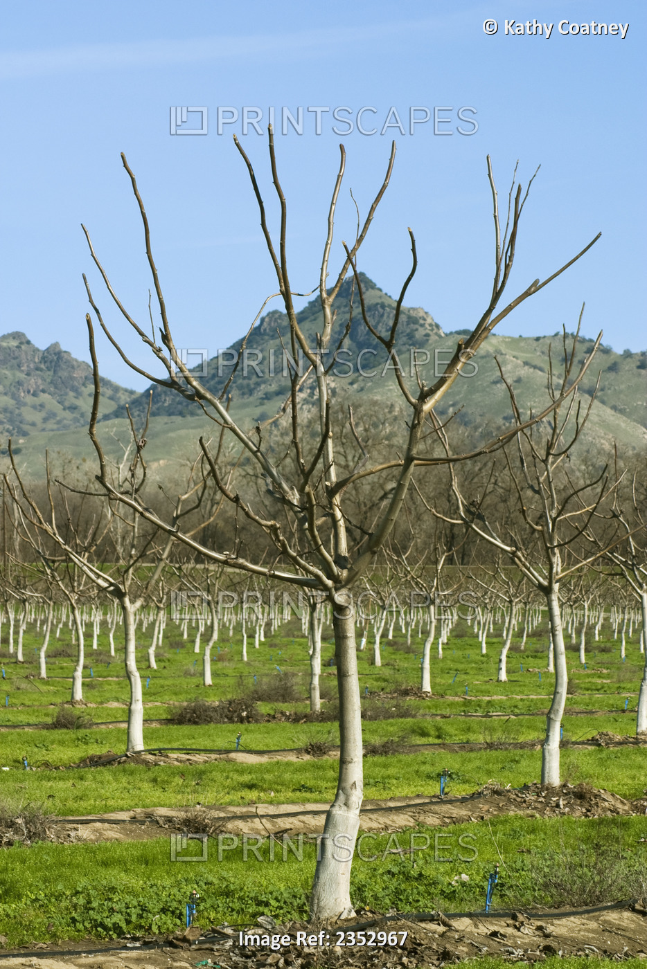Agriculture - Orchard of young dormant walnut trees in Winter with the Sutter ...