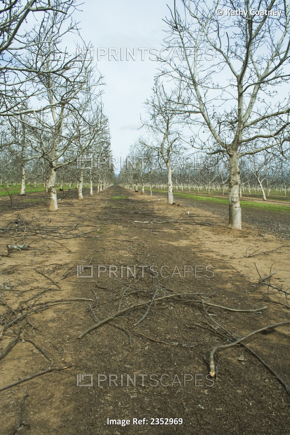Agriculture - Recently pruned dormant walnut trees in late Winter / near Chico, ...