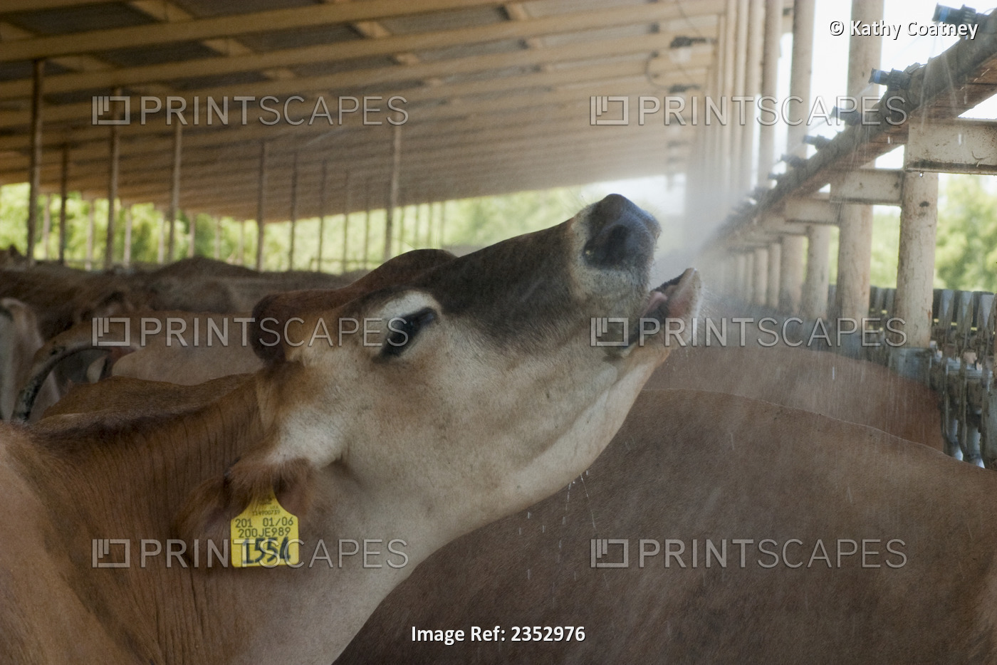 Livestock - A Jersey dairy cow drinking from and being cooled by water soakers ...