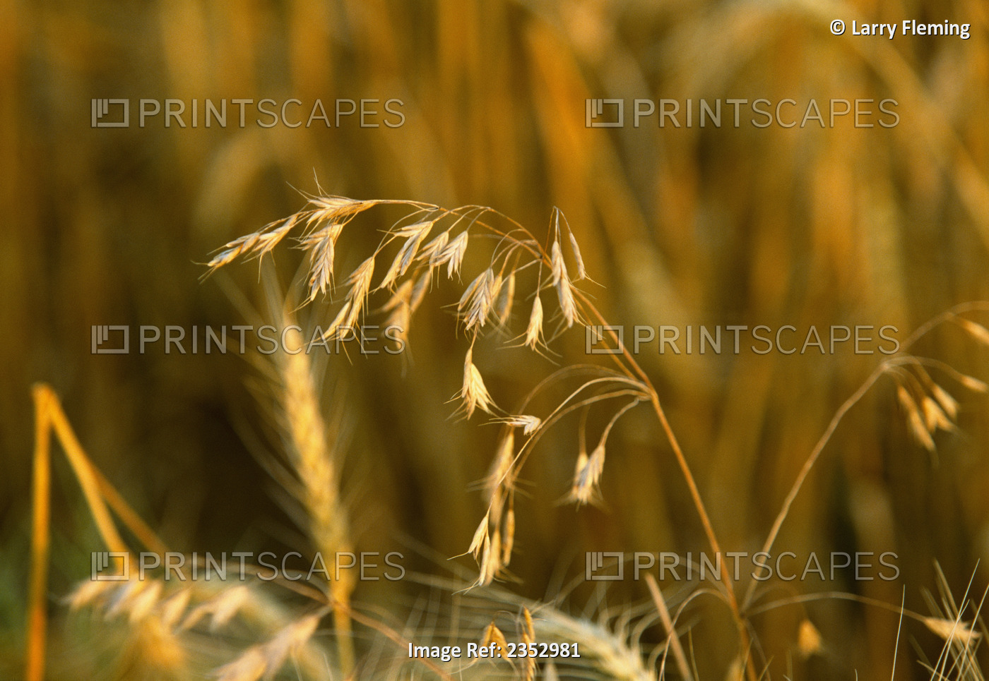 Agriculture - Weeds, Cheatgrass (Bromus tectorum), aka. Downy Brome, in wheat ...