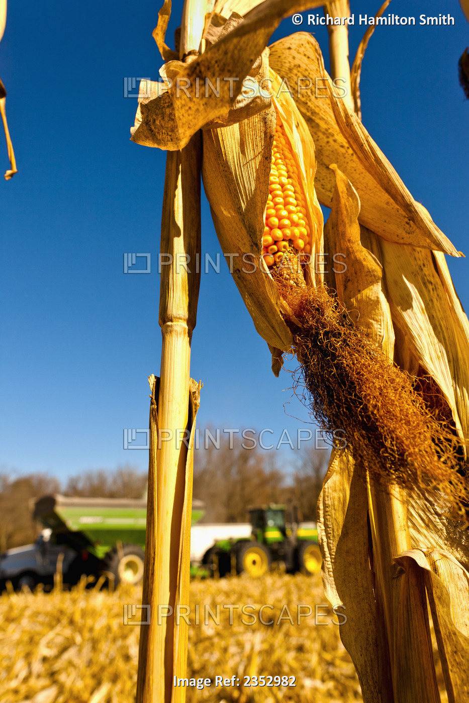 Agriculture - Ear of mature harvest stage grain corn on the stalk with the husk ...