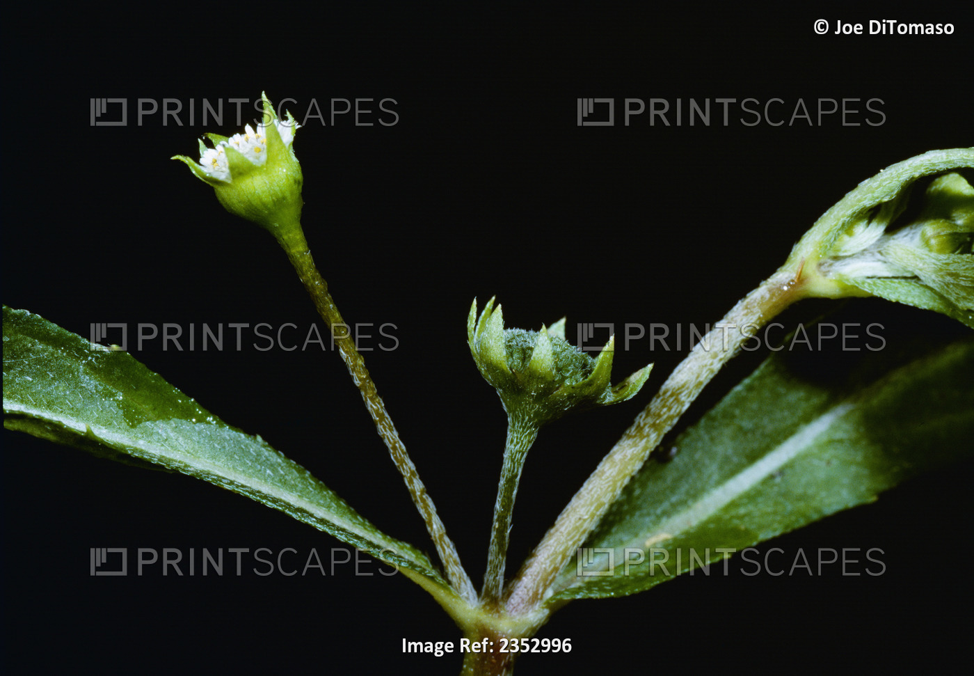 Agriculture - Weeds, False Daisy (Eclipta prostrata), flowering stems / ...