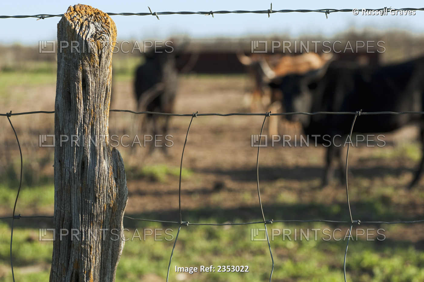 Agriculture - An old barbed wire fence with beef cattle in the background / ...