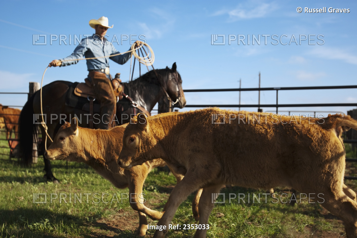 Livestock - A cowboy on horseback roping beef calves in a corral during ...