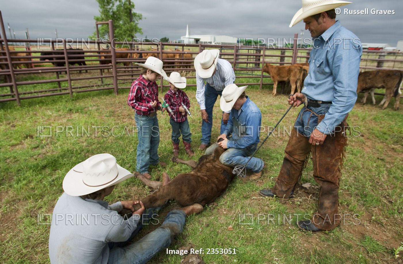Livestock - A group of cowboys teaching two young boys how to hold down a beef ...
