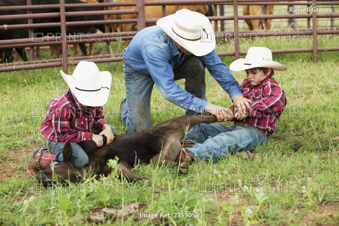 Livestock - A cowboy teaching two young boys how to hold down a beef calf in a ...