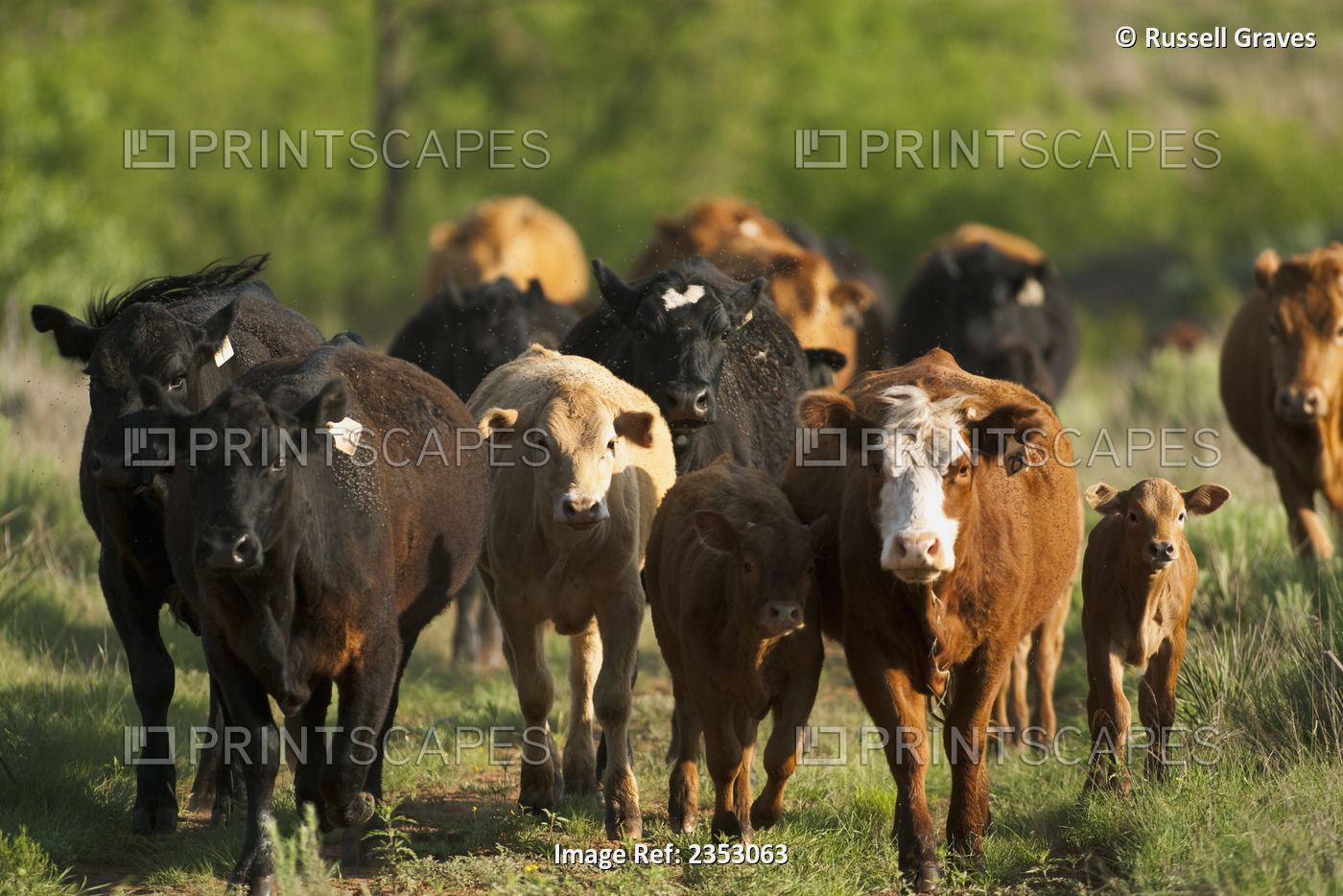 Livestock - A herd of Crossbred beef cattle walking through a Texas rangeland / ...