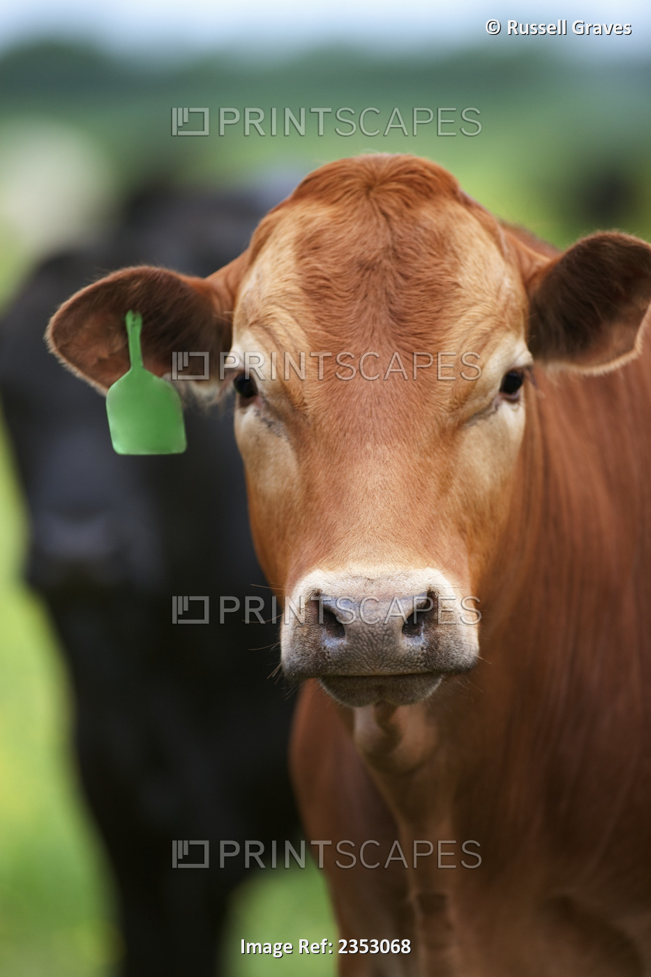 Livestock - Closeup of Crossbred beef stocker cattle / near Paris, Texas, USA.