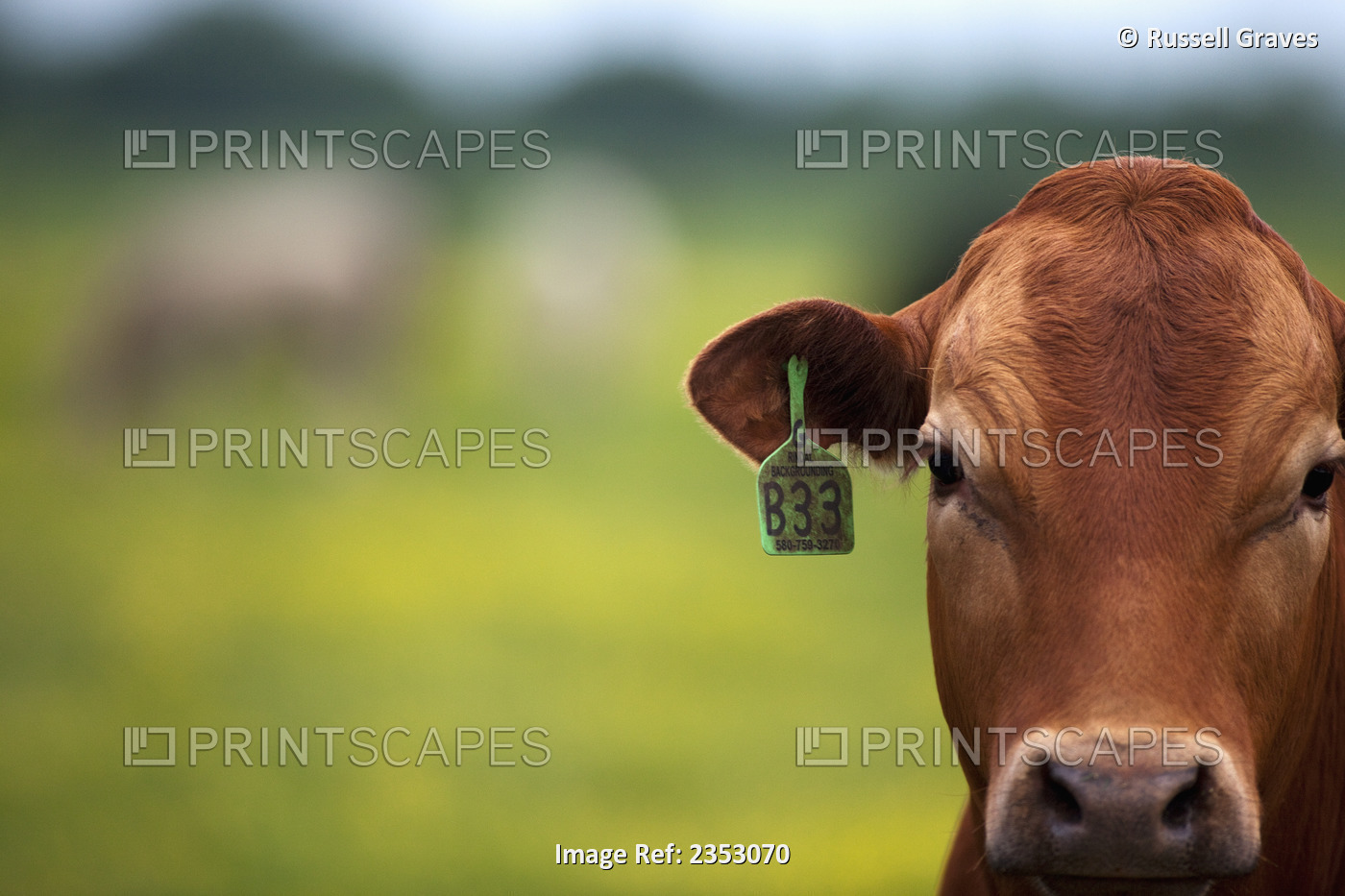 Livestock - Closeup of a Crossbred beef stocker cow / near Paris, Texas, USA.