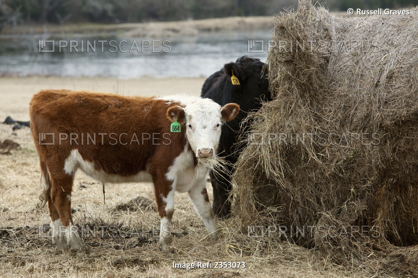 Livestock - A Hereford yearling beef calf feeding on hay from a round hay bale ...