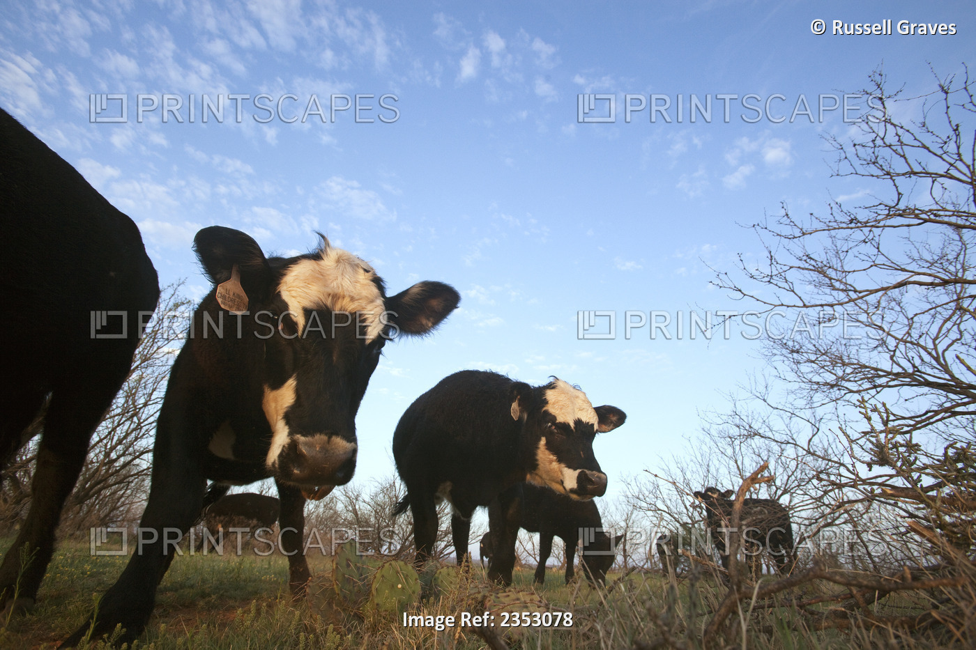 Livestock - Curious Angus and Black Baldie beef cattle on an open range / near ...