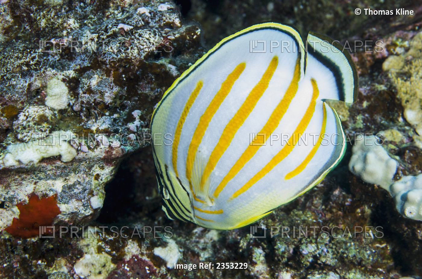 Underwater view of an Ornate Butterflyfish at Molokini Crater, Maui, Hawaii.
