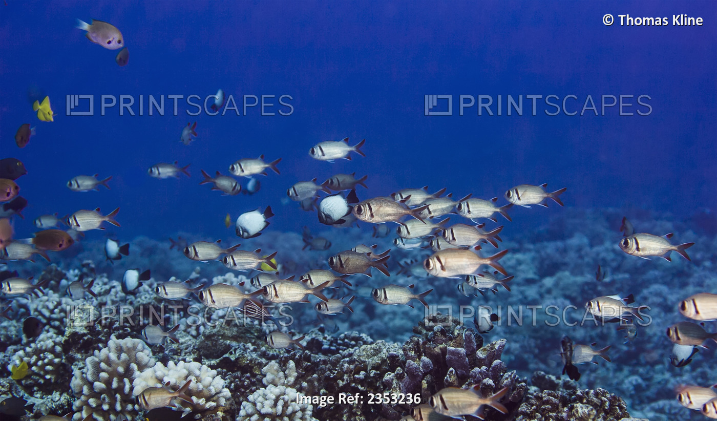 Underwater view of a school of Epaulette Soldierfish positioned over ...
