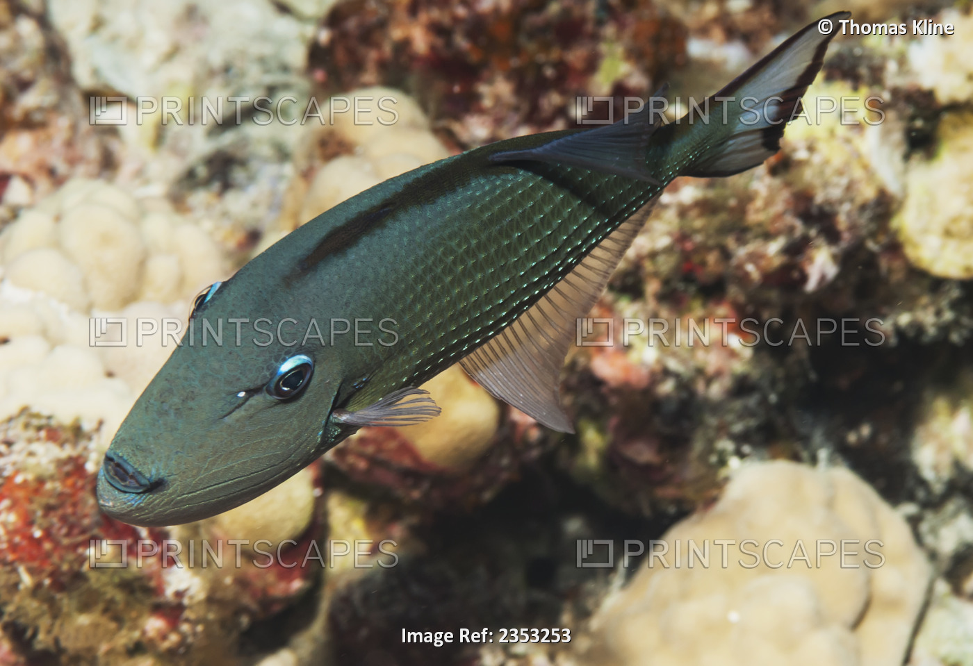 Bluegill triggerfish (Xanthichthys auromarginatus)