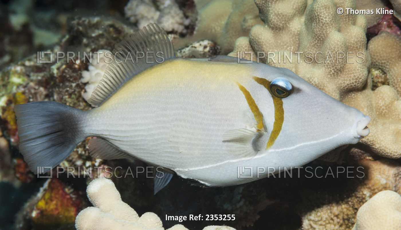 Underwater view of a Lei Triggerfish at Molokini Crater, Maui, Hawaii.