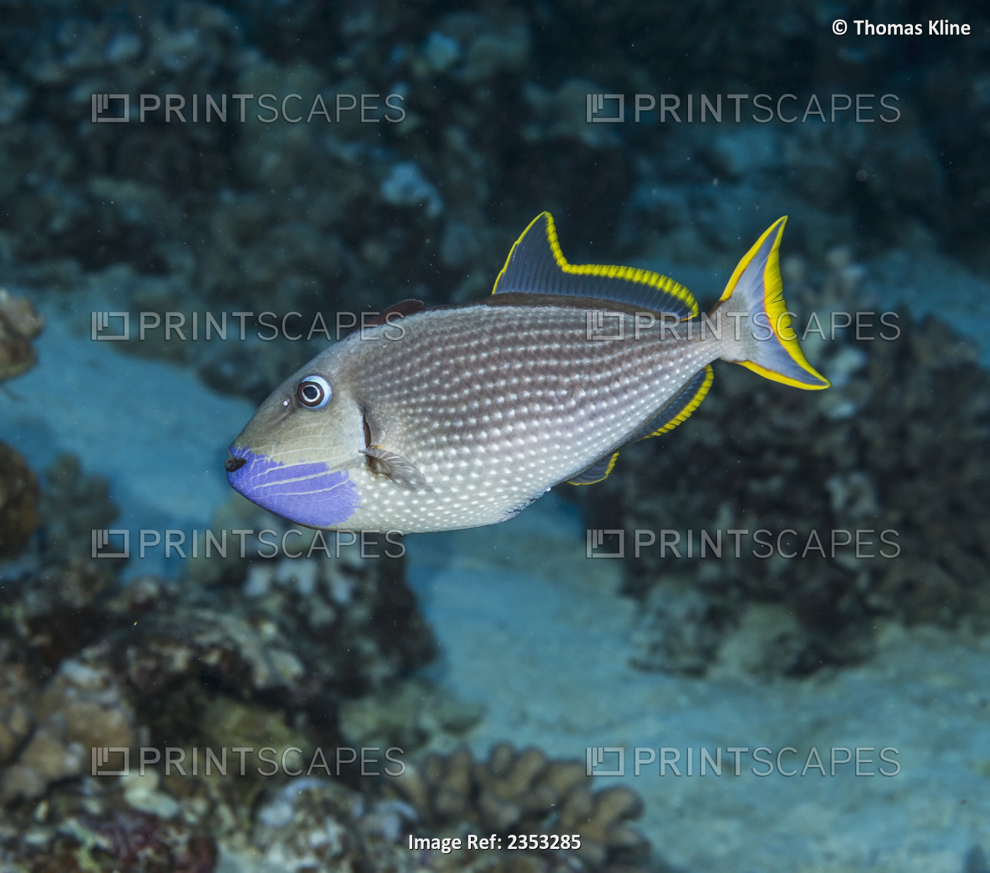 Bluegill triggerfish (Xanthichthys auromarginatus) male