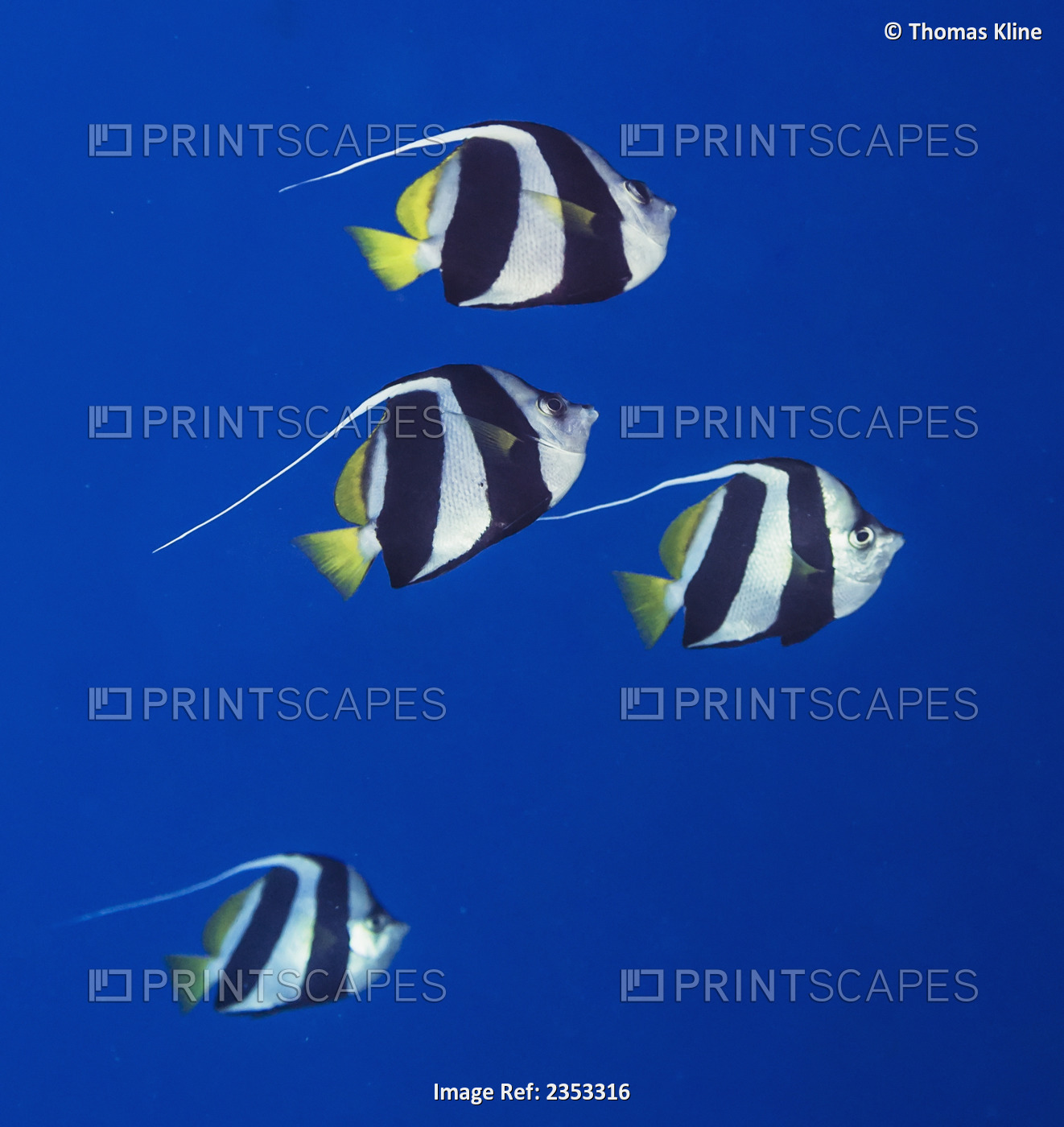 Underwater view of a Pennant Butterflyfish at Molokini Crater, Maui, Hawaii.