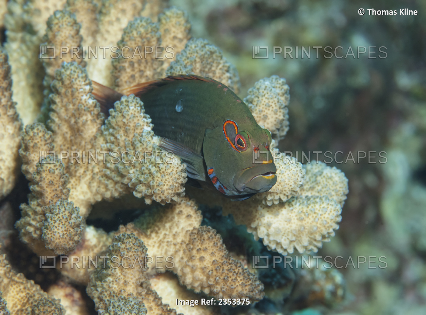 Underwater view of an Arc-eye Hawkfish on cauliflower coral at Molokini Crater, ...