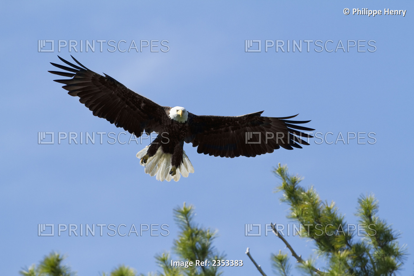 Bald Eagle (Haliaeetus Leucocephalus) Landing On A Pine Tree, Forillon National ...