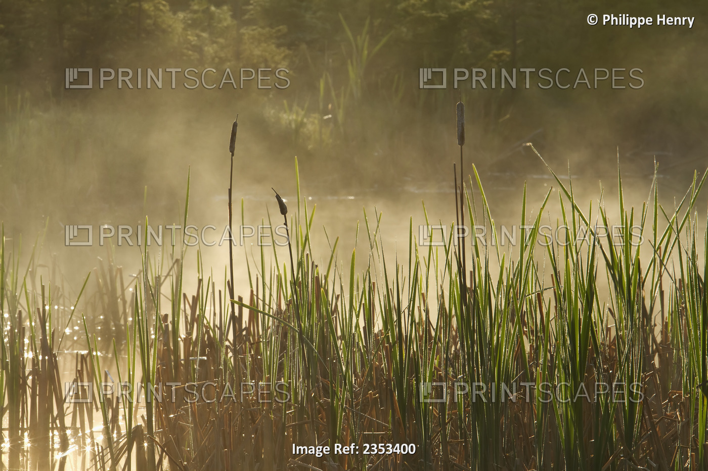 Vegetation And Mist In A Marsh, Forillon National Park; Quebec, Canada