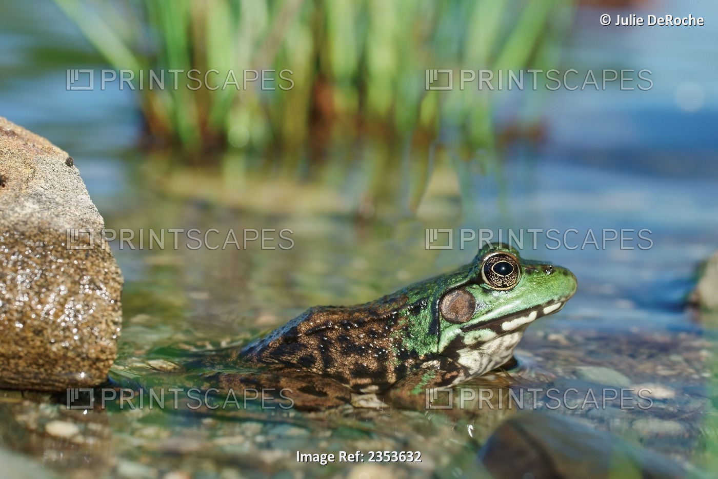 A Green Frog In A Pond; Ontario, Canada