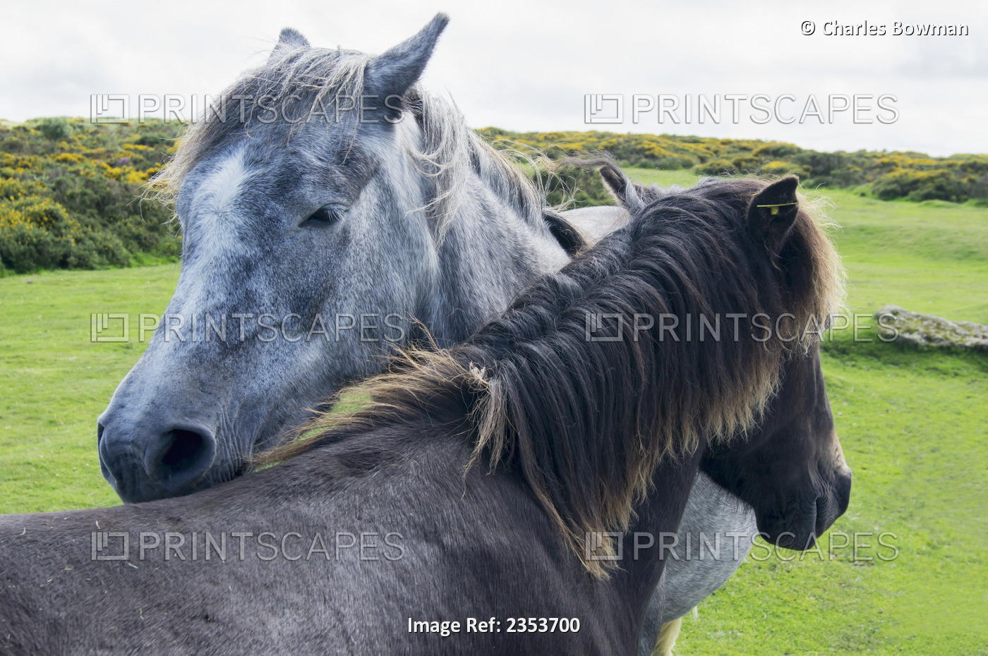 Horses On A Lush Green Field; Devon, England