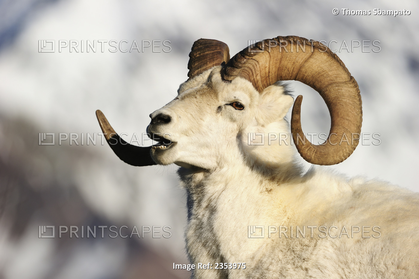 Dall Sheep (Ovis Dalli) Portrait In Front Of A Snow Covered Mountain, Denali ...