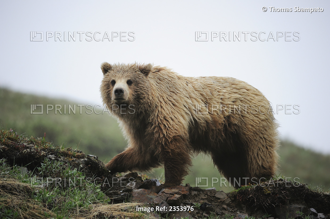 Grizzly Bear (Ursus Arctos) Roams In The Spring Time Through The Arctic Tundra ...