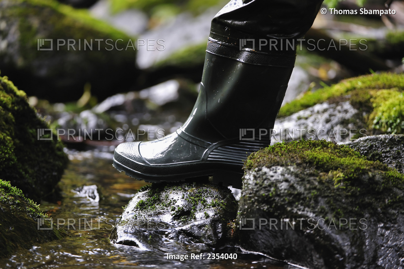 Crossing A Creek With Rubber Boots In The Great Bear Rainforest On The Pacific ...