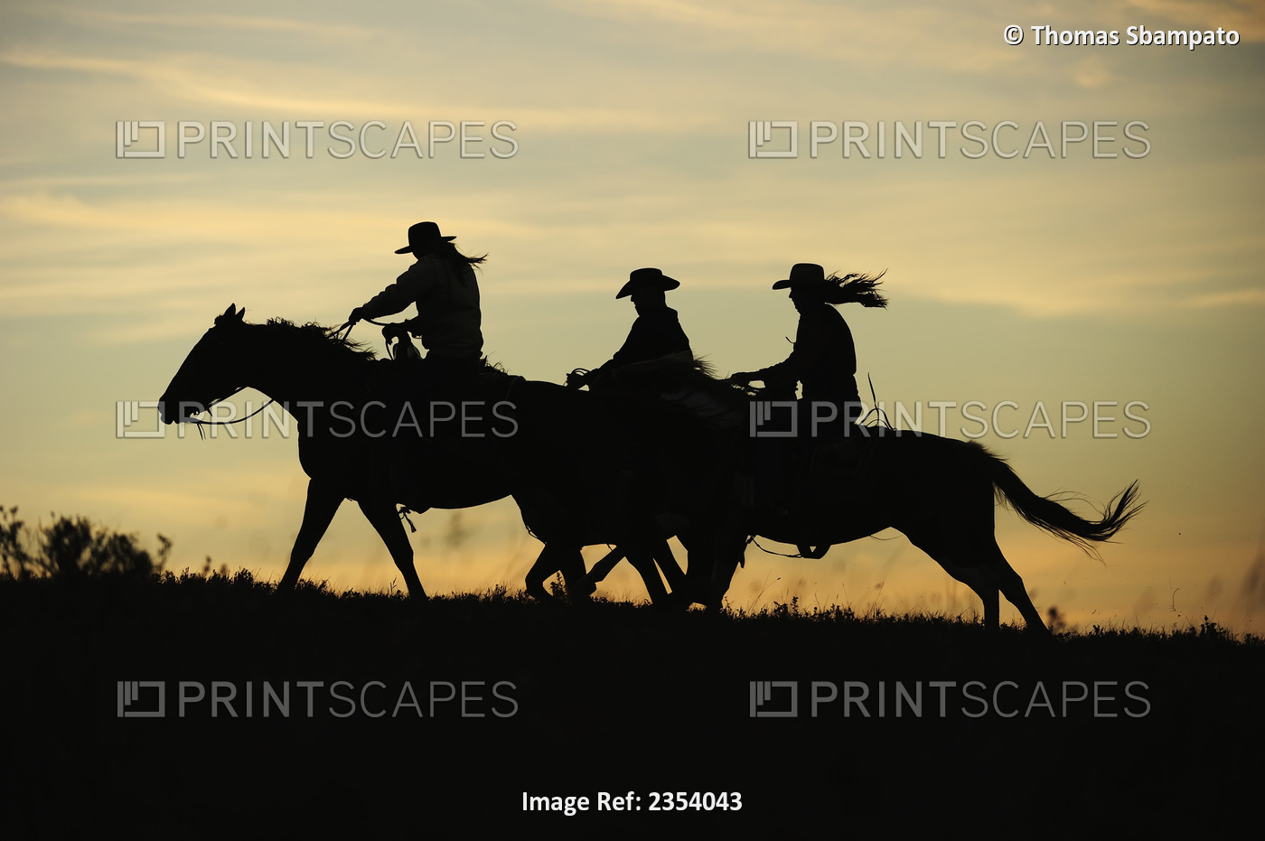Cowboy And Cowgirls Riding On A Warm Summer Evening Into The Sunset; Cypress ...