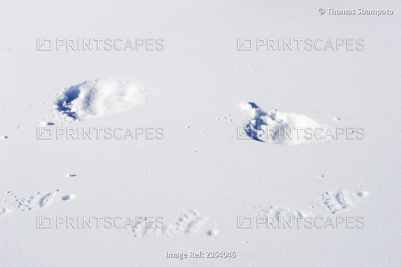 Polar Bear (Ursus Maritimus) Tracks From A Mother And Her Cub In The Snow, ...