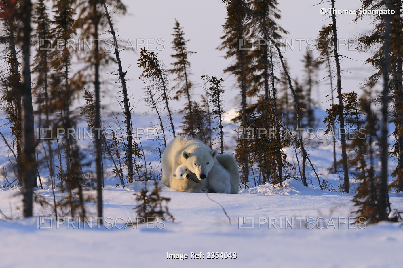 Polar Bear (Ursus Maritimus) Mother And Her Cub Seeking Shelter From The Cold ...