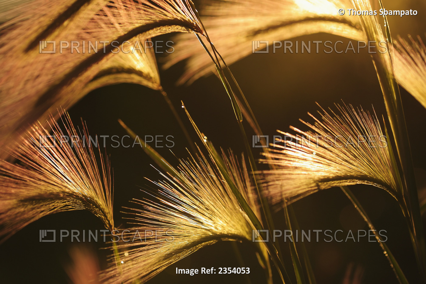 Foxtail Grass (Alopecurus) Shines In The Low Setting Sun Of A Warm Summer ...