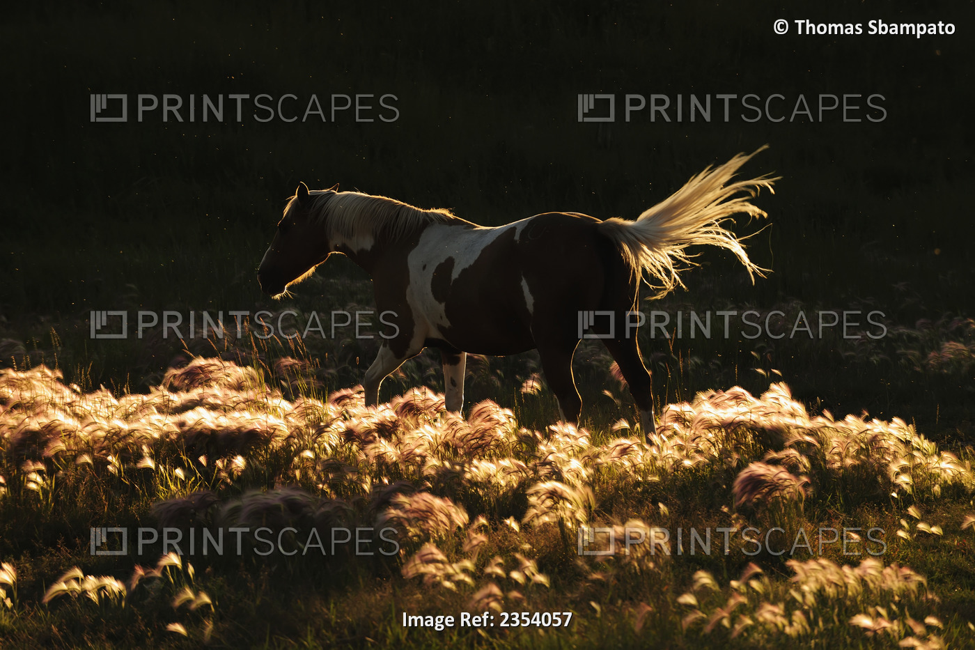 A Mustang Horse Walks Through The Foxtail Grass (Alopecurus) That Shines In The ...
