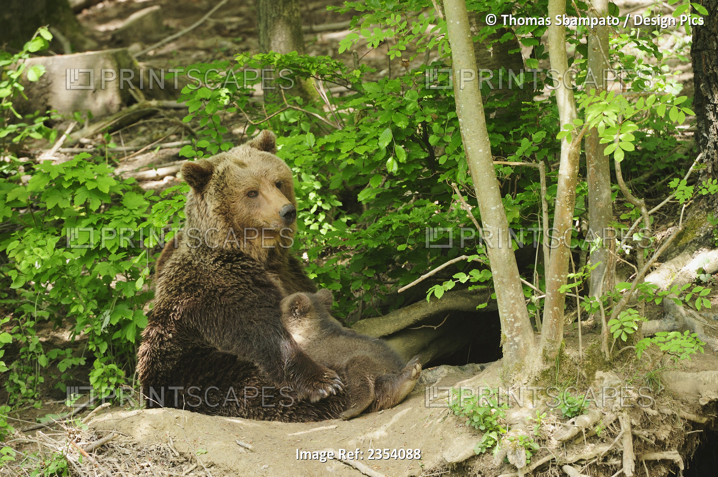 A Brown Bear (Ursus Arctos) Mother Nurses Her Cub In Front Of The Den In The ...