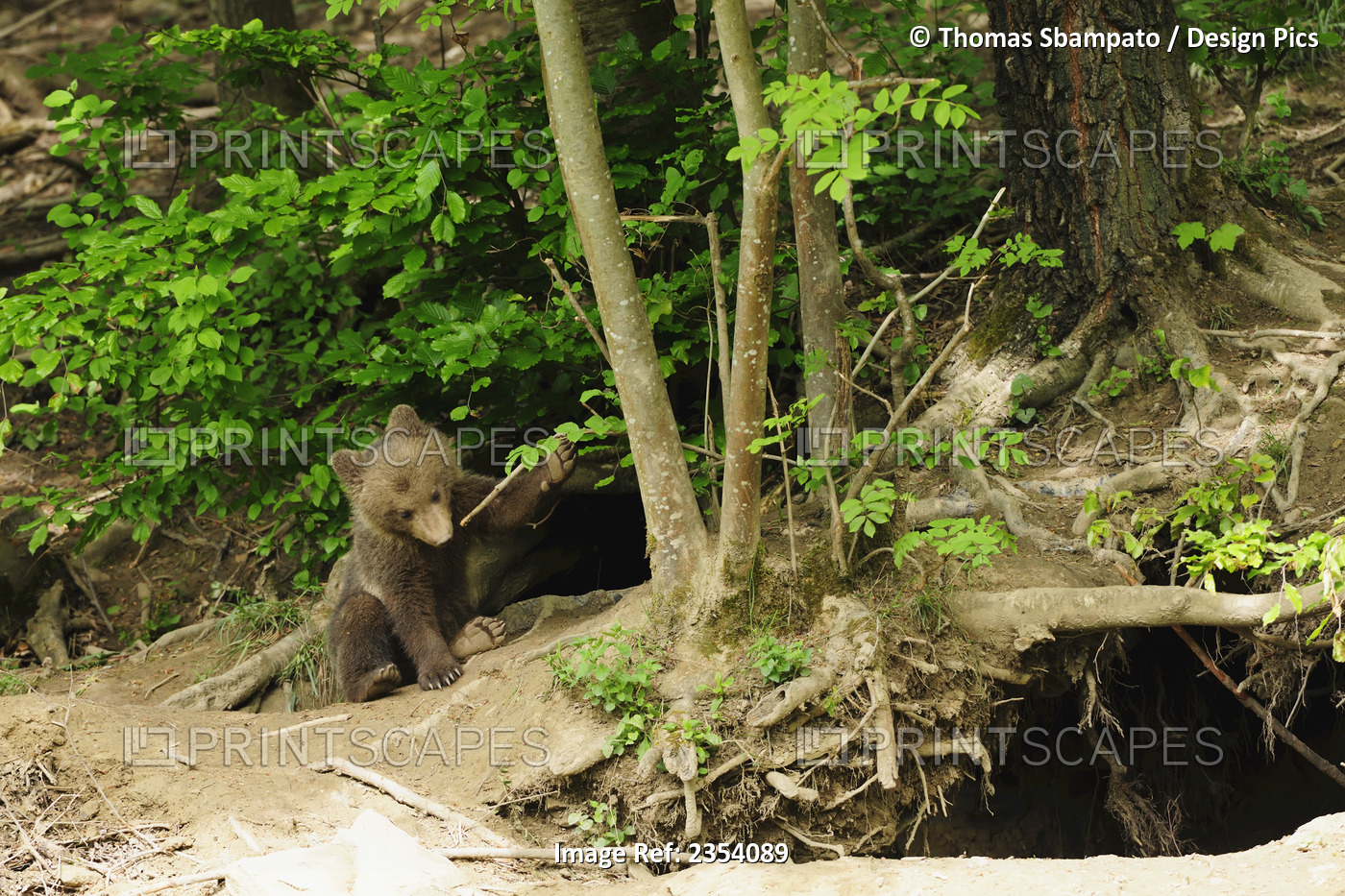 A Brown Bear (Ursus Arctos) Cub Sits In Front Of The Den In The Forest And ...