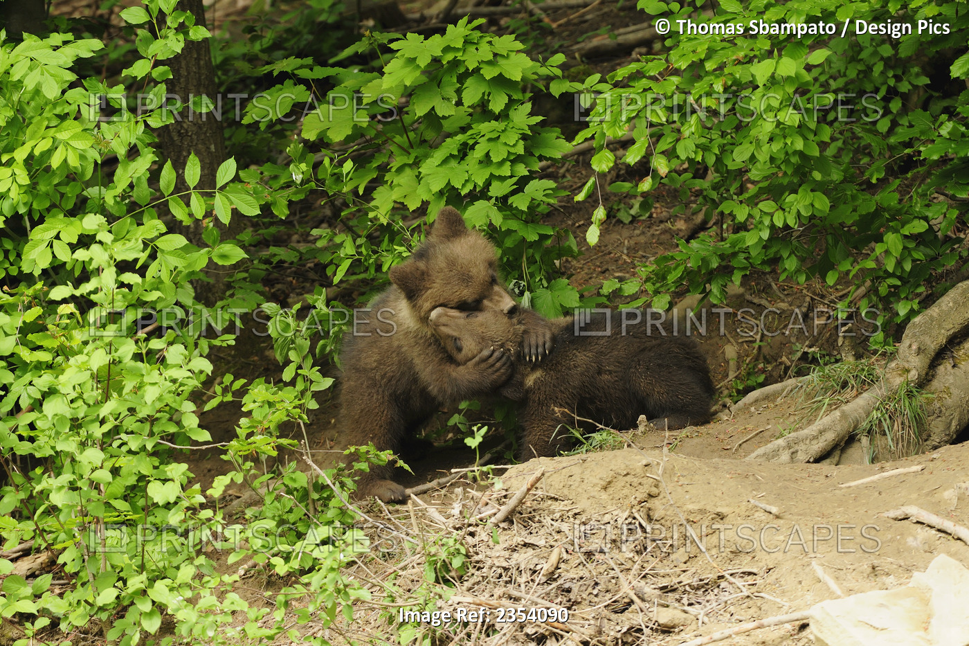 Brown Bear (Ursus Arctos) Cubs Play With Each Other In The Forest; Zurich, ...