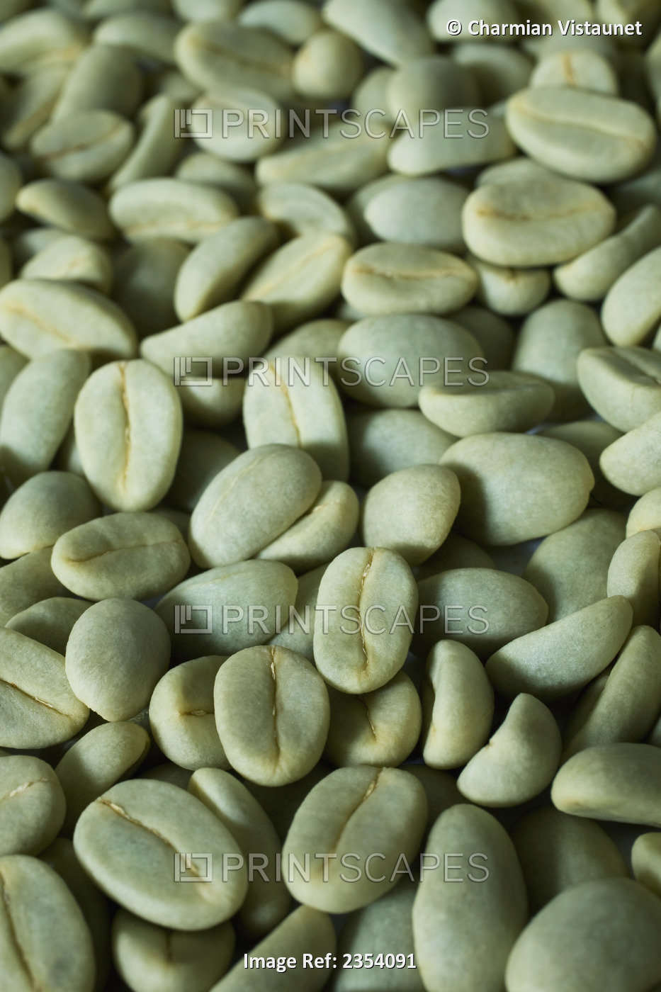 Green Coffee Beans In The Drying Stage Before Hulls Are Removed; Hawaii, United ...